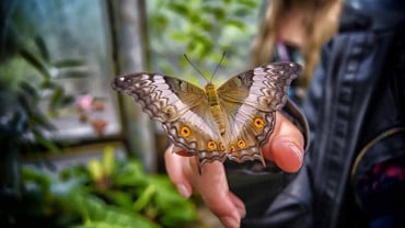 Butterfly Garden