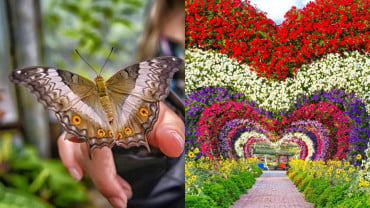 Combo: Miracle Garden + Butterfly Garden