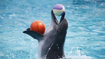 Dolphin & Seal Show - Dubai Dolphinarium